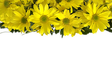 Image showing Yellow marguerites