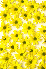 Image showing Yellow marguerites