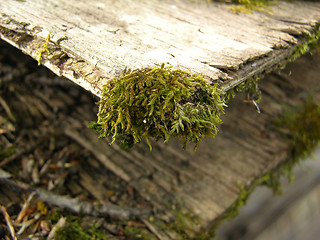 Image showing Moss