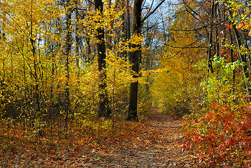 Image showing Colors of Fall