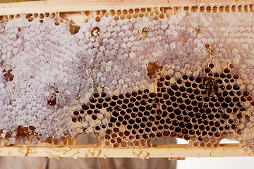 Image showing A Frame Of Honey