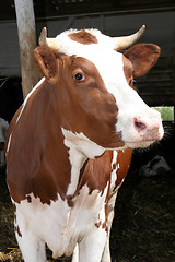 Image showing cow