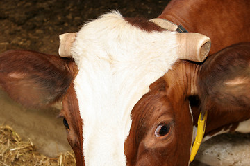 Image showing cow, chopped horn