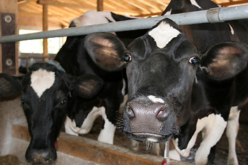 Image showing two cows