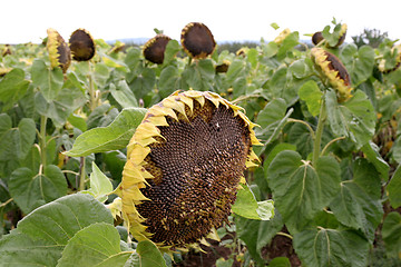 Image showing sunflowers