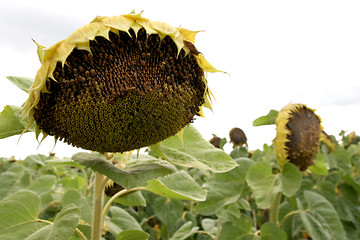 Image showing sunflowers