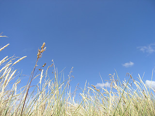 Image showing Long grass reaching for the sky.