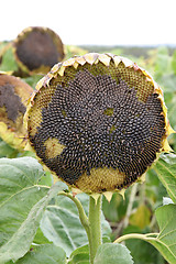 Image showing dying sunflower