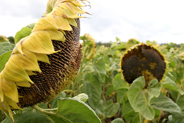 Image showing sunflowers