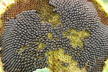 Image showing dying sunflower