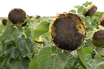 Image showing sunflowers