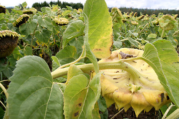 Image showing sunflowers