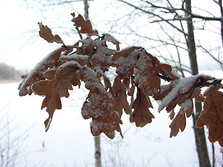 Image showing Oak in winter
