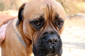 Image showing Bull Mastiff