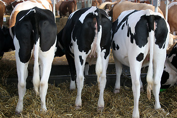 Image showing cows 