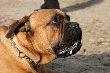 Image showing Bull Mastiff