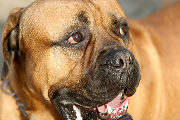 Image showing Bull Mastiff