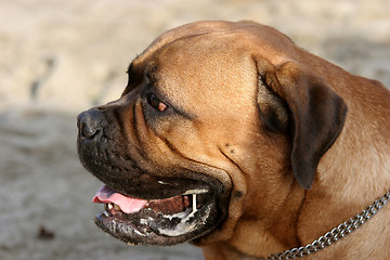 Image showing Bull Mastiff