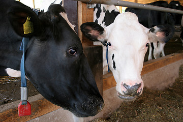 Image showing two cows