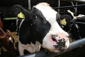 Image showing cow