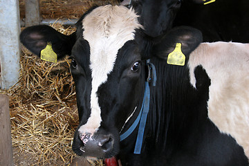 Image showing cow