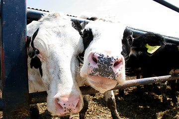 Image showing two cows