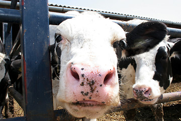 Image showing cow