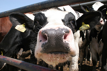 Image showing cow