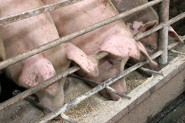 Image showing pigs 