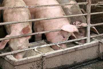 Image showing pigs 