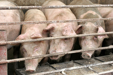 Image showing pigs 