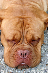 Image showing Dogue Bordeaux