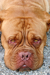 Image showing Dogue Bordeaux