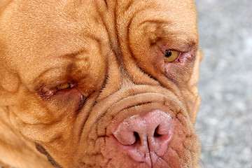 Image showing Dogue Bordeaux