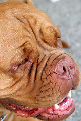 Image showing Dogue Bordeaux