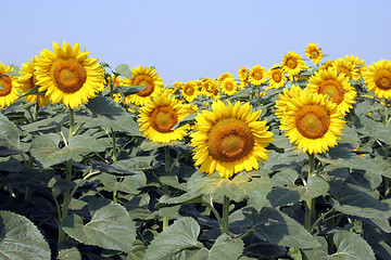 Image showing sunflowers