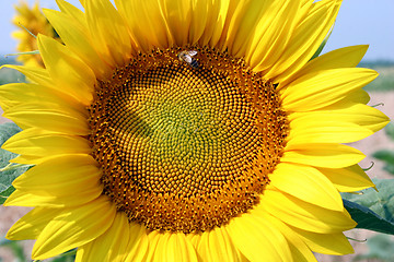 Image showing sunflower