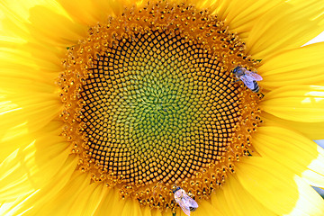 Image showing sunflower