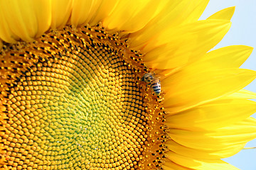 Image showing sunflower