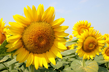 Image showing sunflowers