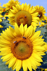 Image showing sunflowers