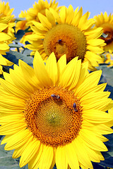 Image showing sunflowers