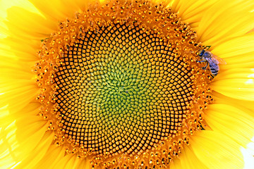 Image showing sunflower