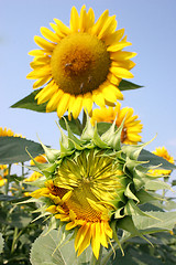 Image showing sunflower