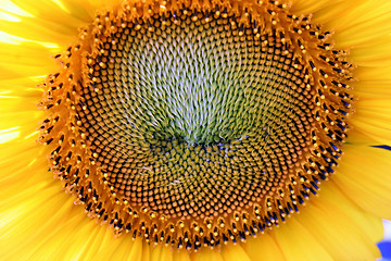 Image showing sunflower