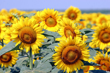 Image showing sunflowers