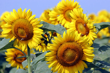 Image showing sunflowers