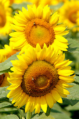 Image showing sunflowers