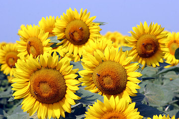 Image showing sunflowers