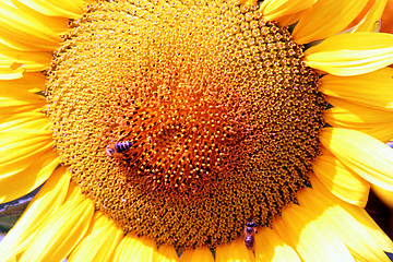 Image showing sunflower